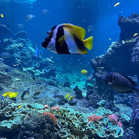 La Sirene Bleue De Sur Boulogne-sur-Mer